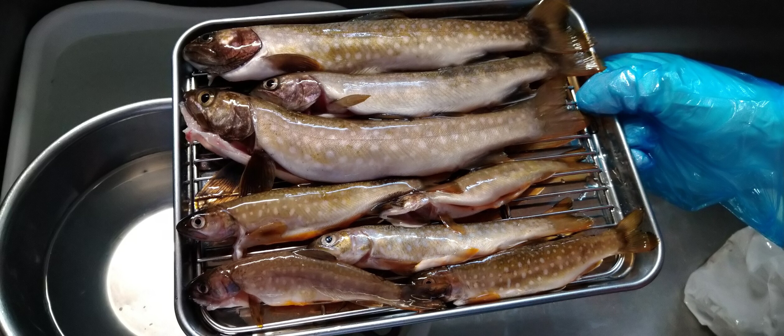 登別鉱山 渓流釣り 登別市の写真5枚目 イワナは塩焼きヤマメはフライにしました Yamap ヤマップ