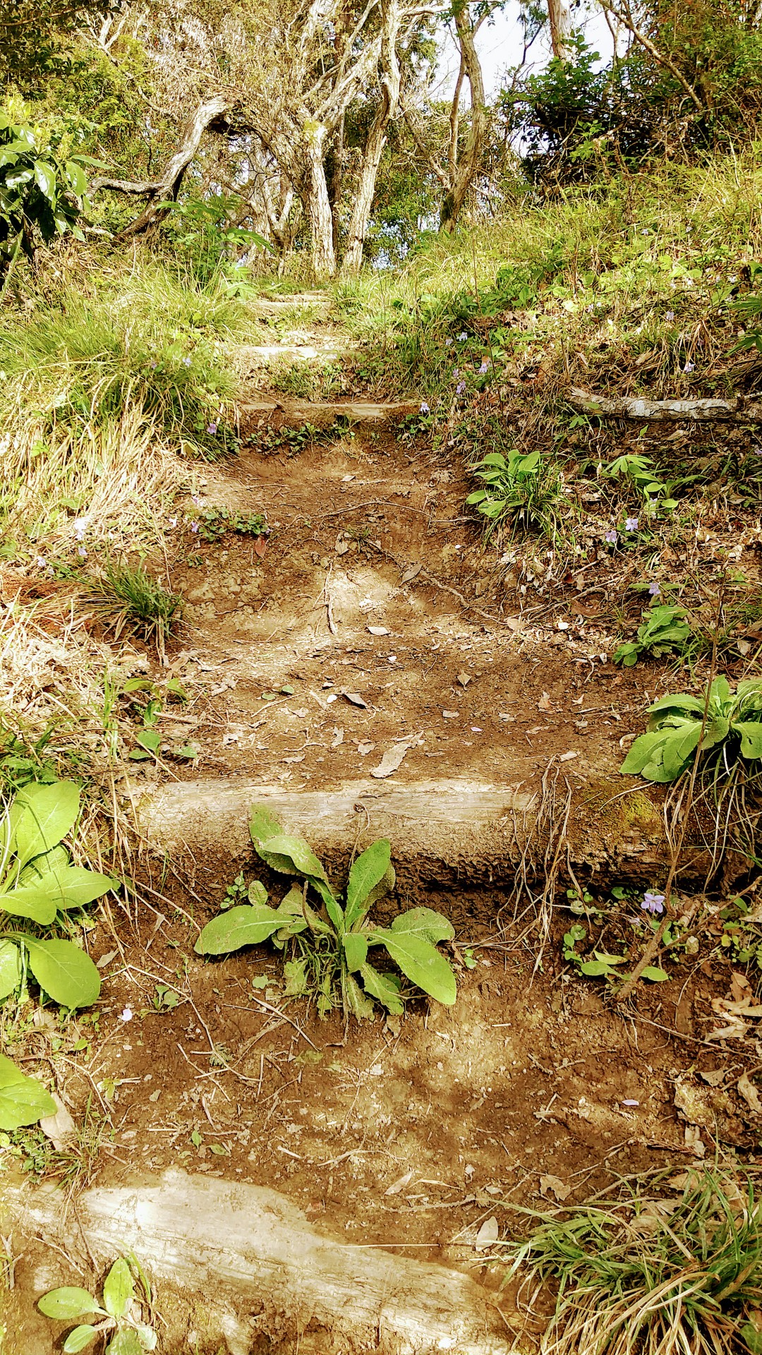 烏場山 花嫁街道 Tomoさんの烏場山 花嫁街道の活動データ Yamap ヤマップ
