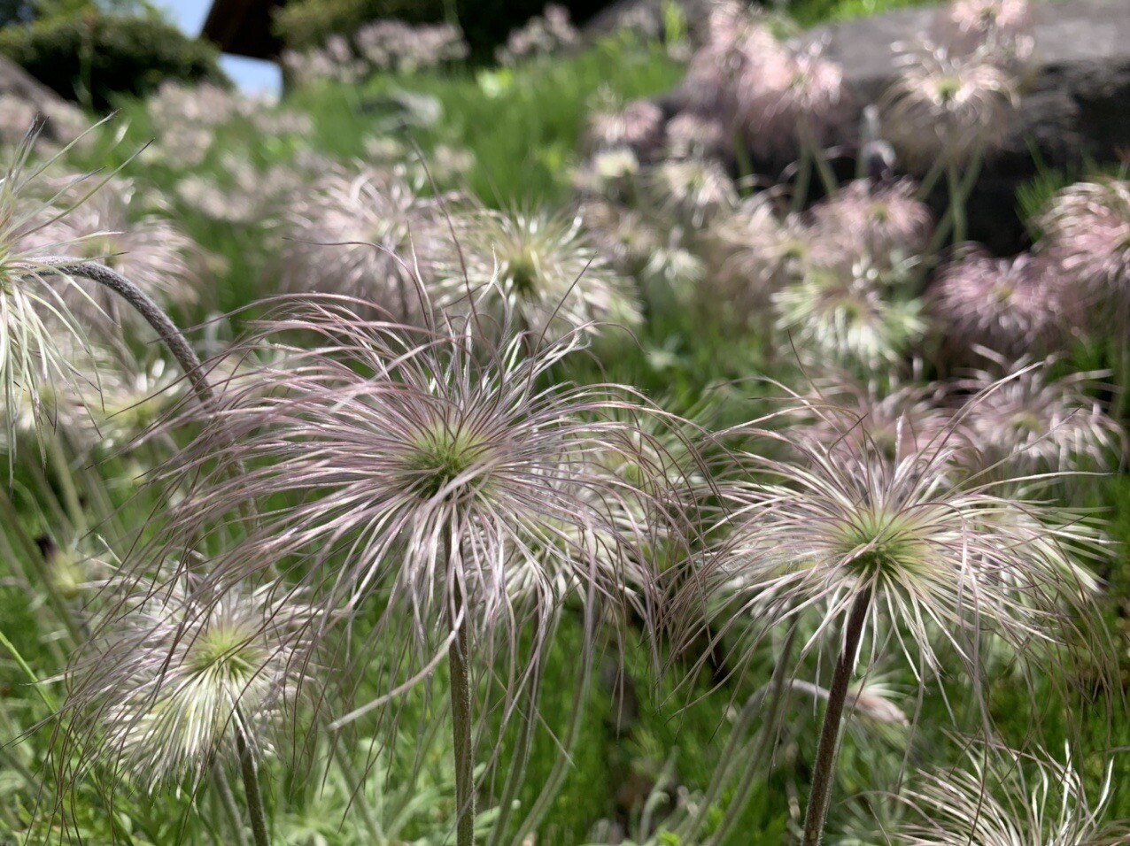 輝く銀髪をたなびかせる翁草を見てきました ワカ様さんのモーメント Yamap ヤマップ