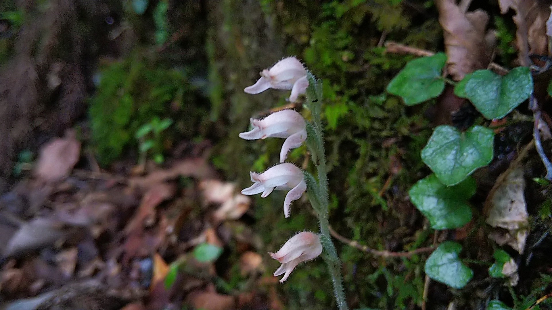 赤目四十八滝でお花探し あさいさんの長坂山 赤目四十八滝の活動日記 Yamap ヤマップ