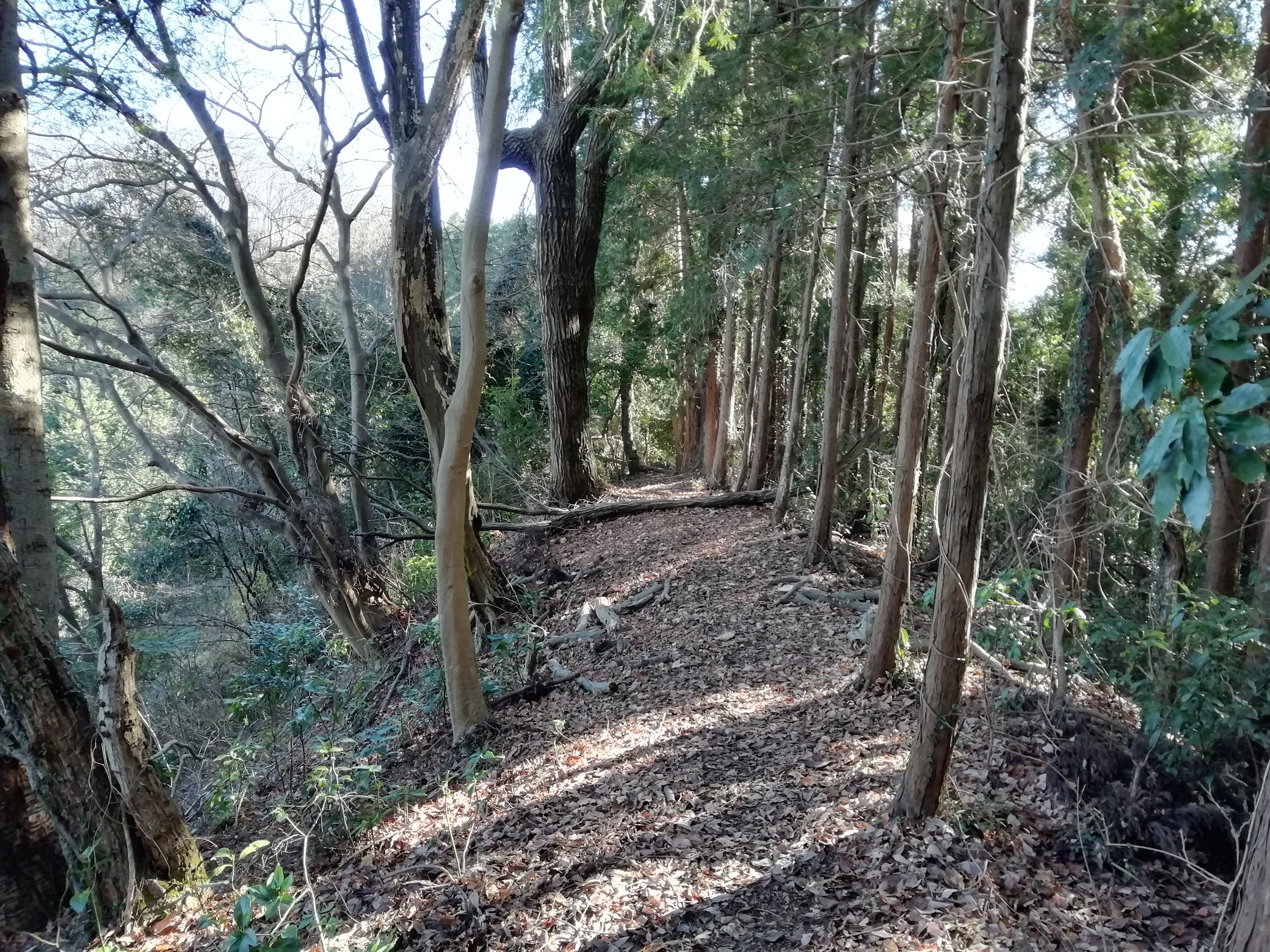 小峰峠から戸吹ゆったり館 2020 01 05 山ニ病さんの網代弁天山 網代城山の活動データ Yamap ヤマップ