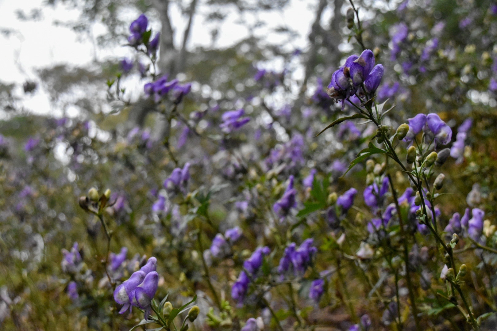 ゼウスの山 白いトリカブト Kawaさんの向坂山 三方山 天主山の活動データ Yamap ヤマップ