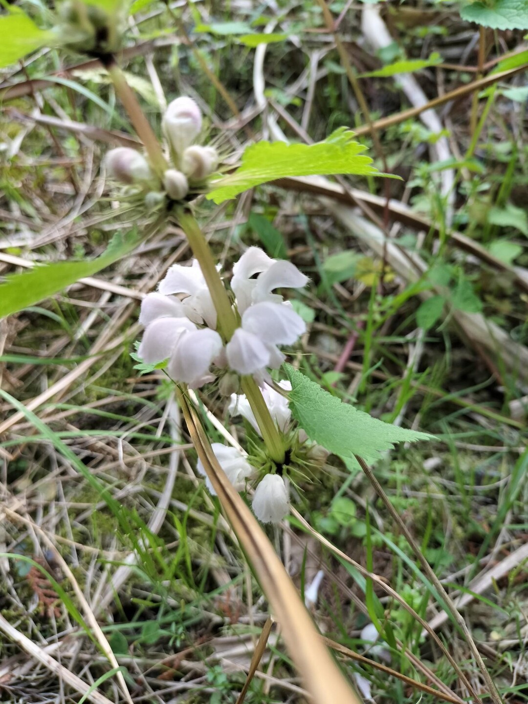 谷汲から / inojunさんの大谷山・滝谷山・城ヶ峰の活動データ | YAMAP / ヤマップ