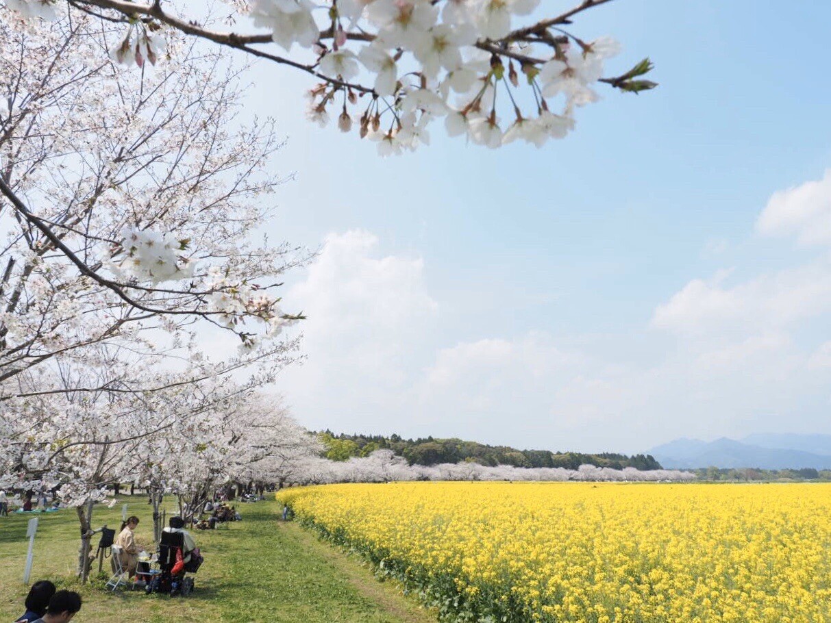 桜三昧 西都原 花立公園 飫肥城 天ヶ城公園宮崎県 04 04 小松山 宮崎県 の写真4枚目 コロナの影響ですがここは人が多かったです Yamap ヤマップ