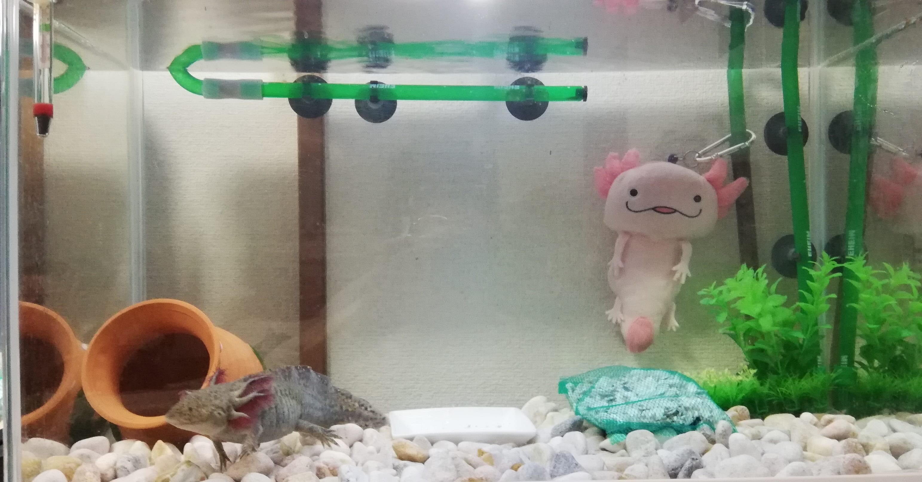 7 23 自宅にて まさやんさんのウォーキングの活動日記 Yamap ヤマップ