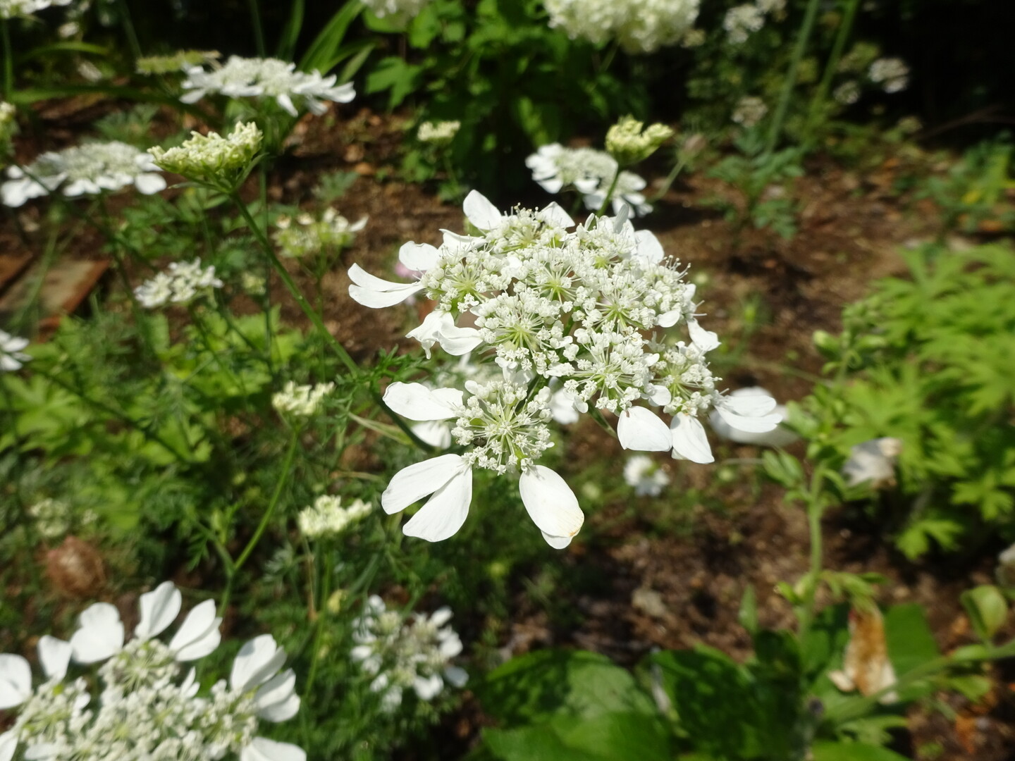 霊園から緑化センターへ 国分寺市の写真10枚目 オルレア 花期5 6月 茎頂部に白い花を Yamap ヤマップ