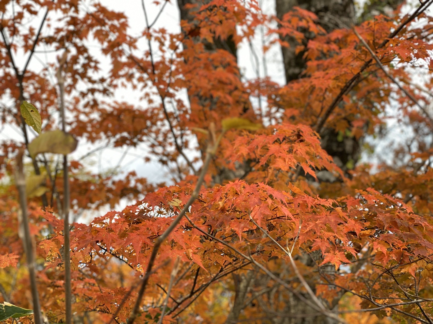 福井県 紅葉の荒島岳 19 11 04 クボッチ さんの荒島岳の活動データ Yamap ヤマップ