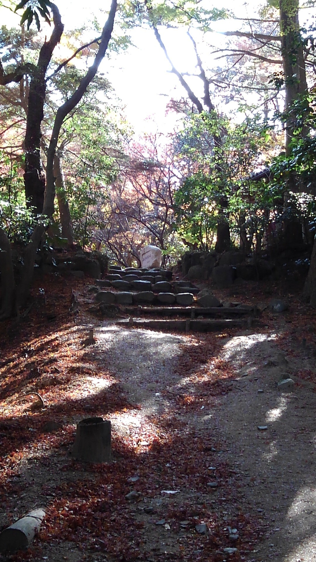 山散歩　再度山　鍋蓋山　二本松バス停の写真