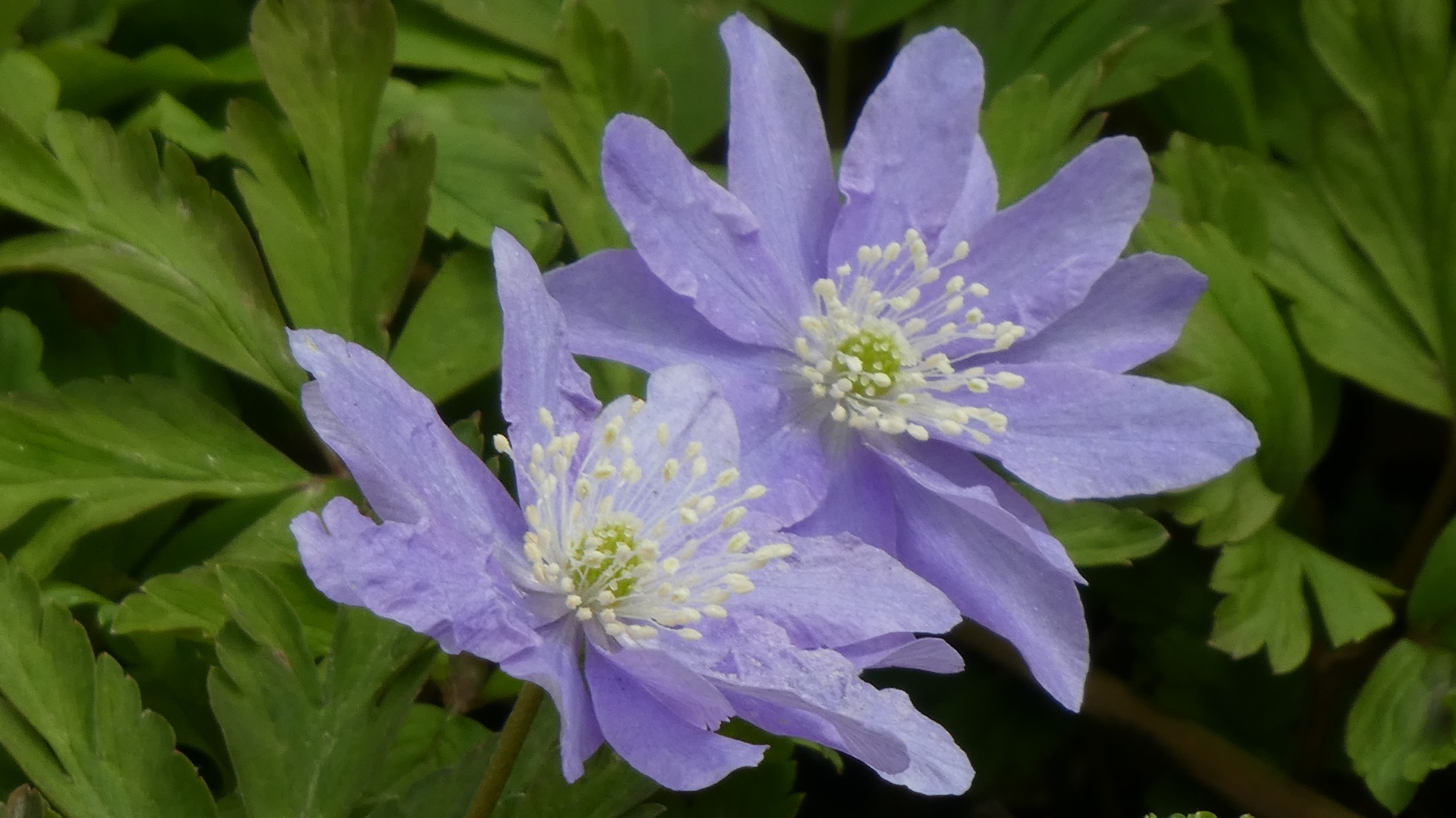 菊咲一花 Sportsjpgazo