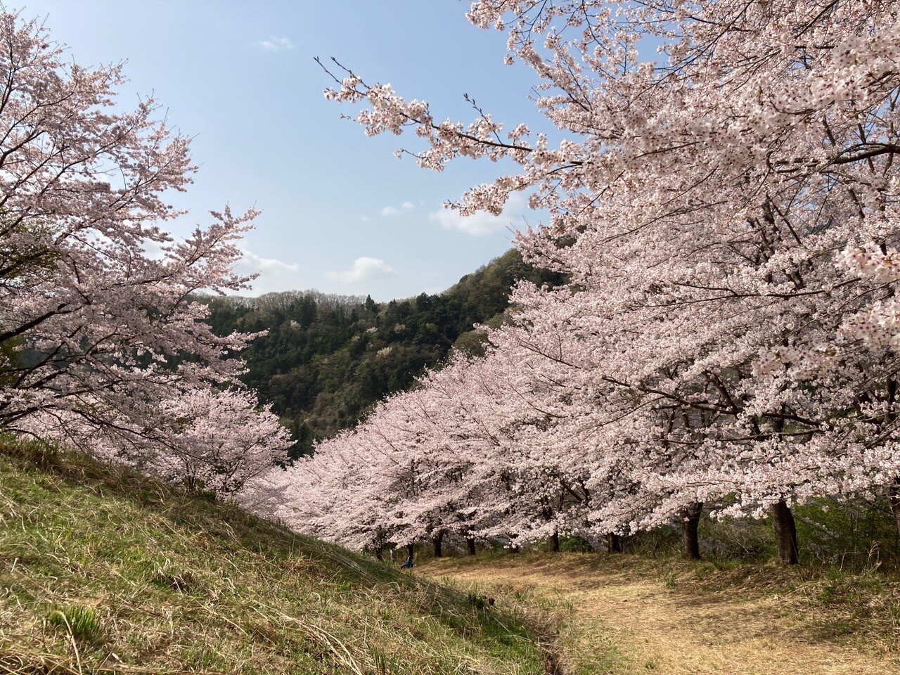 虎山の千本桜 ゆる 12 21 04 01 みいみさんの堂平山 笠山 乳房山 大霧山の活動データ Yamap ヤマップ