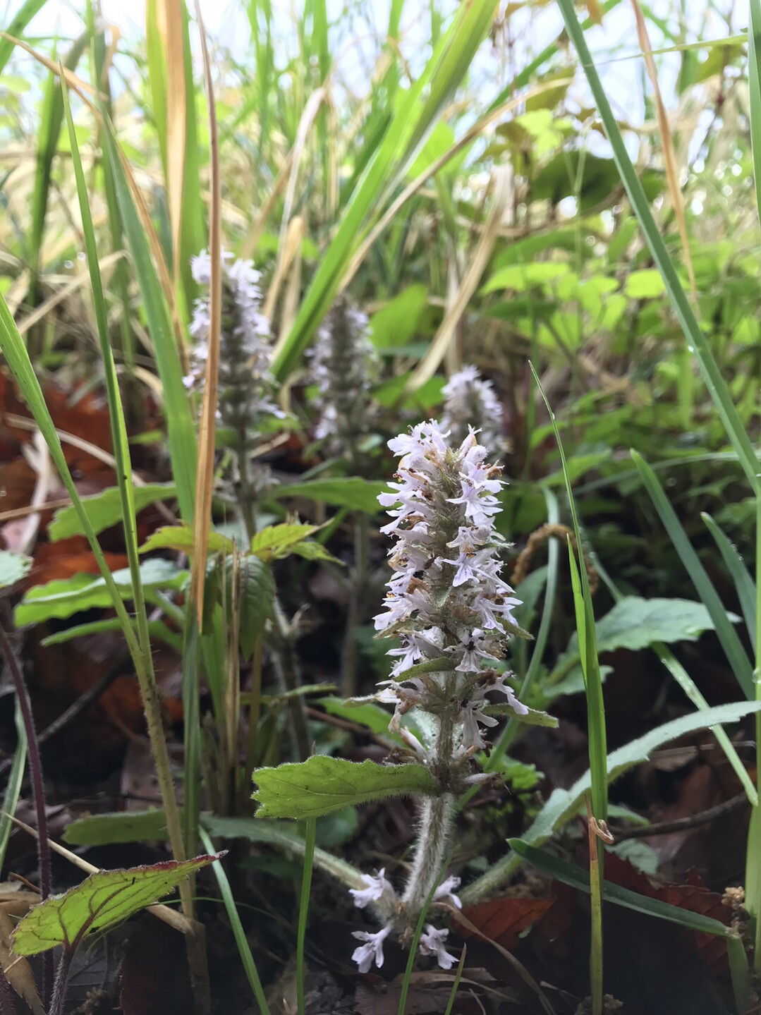 キンラン咲くよこやまの道へ ずおずおむさんの多摩市の活動日記 Yamap ヤマップ