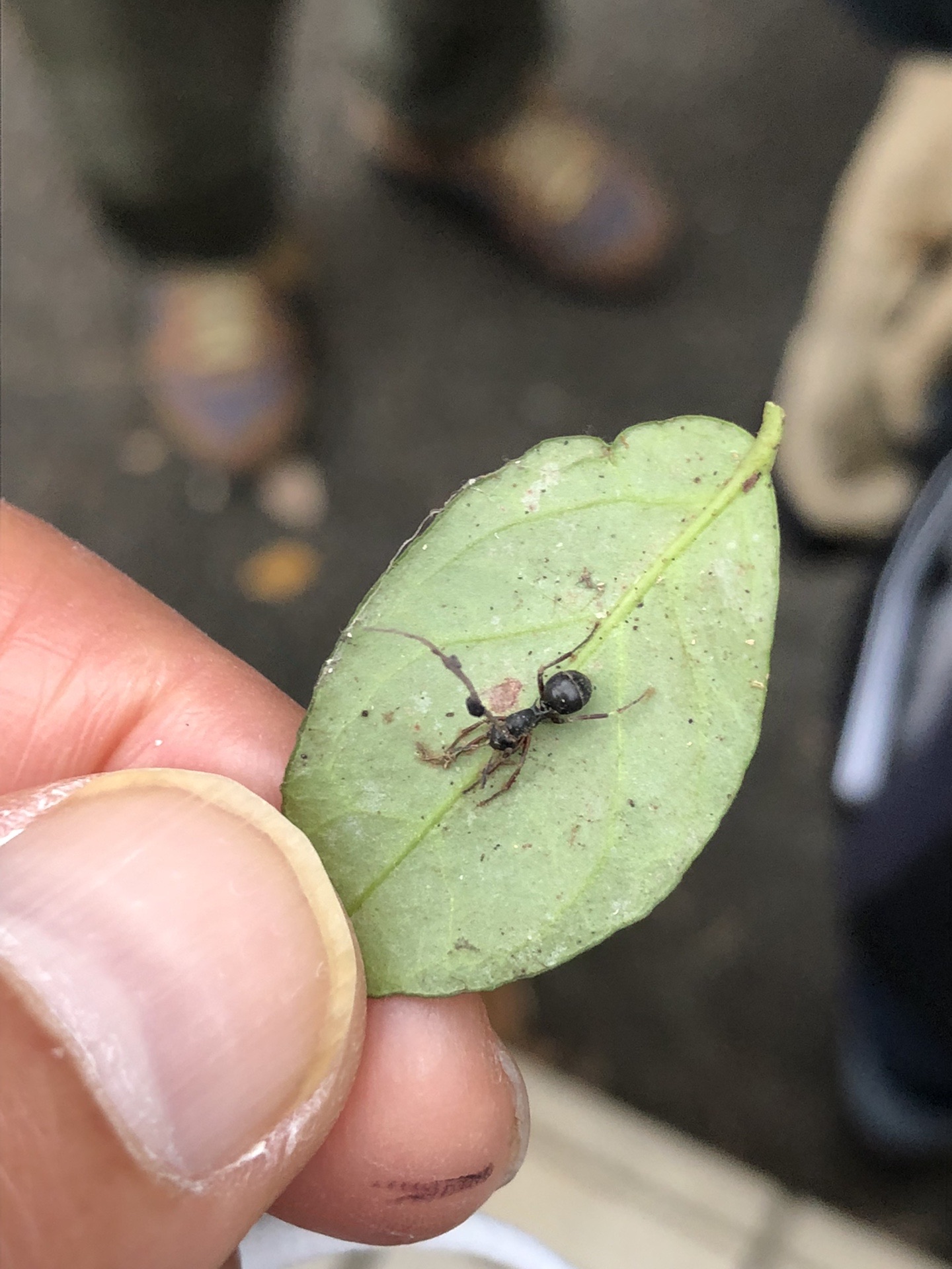 油山 荒平山 片縄山 21 12 12 カワセミさんの油山 荒平山 片縄山の活動日記 Yamap ヤマップ