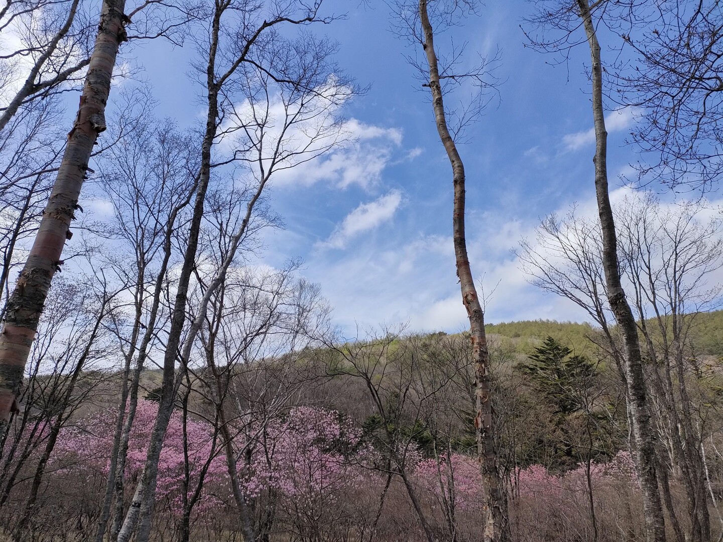 横根山 / yanさんの横根山・方塞山・井戸湿原の活動データ YAMAP / ヤマップ