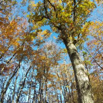 左門岳 コナラも見頃。