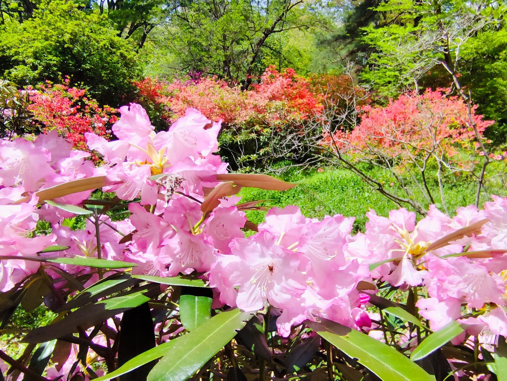 赤城自然園 花ごよみ5月編🌷 / いっけんさんさんの子持山の活動データ | YAMAP / ヤマップ