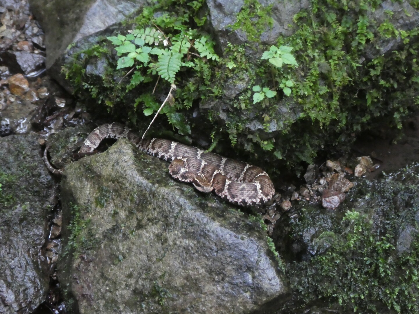 白髪岳 マムシに注意 歴史を感じられる松尾山 親子で関西百名山 ギンチョさんの白髪岳 松尾山 西寺山の活動データ Yamap ヤマップ