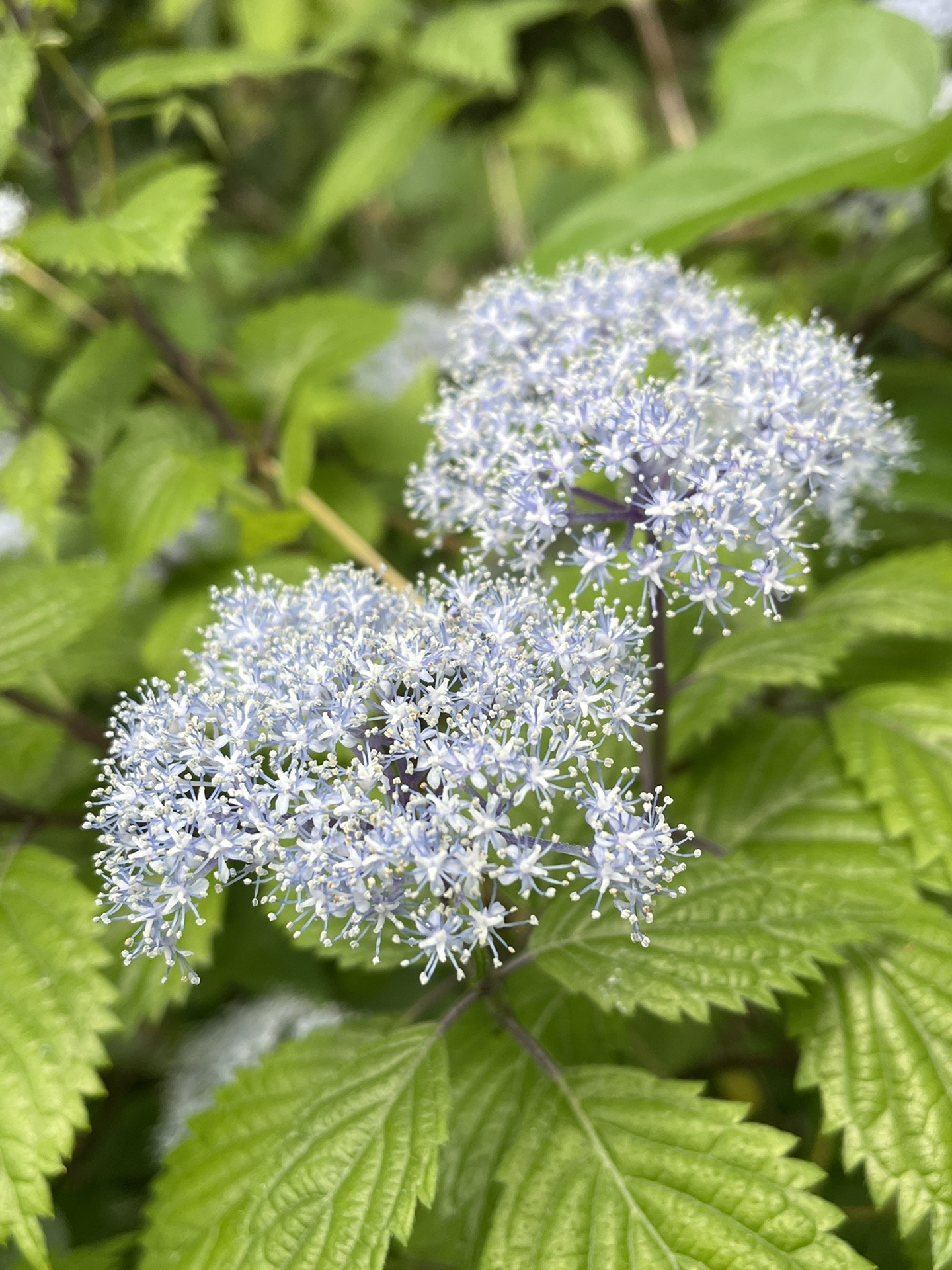 満開の小紫陽花を求めて Memeさんの六甲山 長峰山 摩耶山の活動データ Yamap ヤマップ
