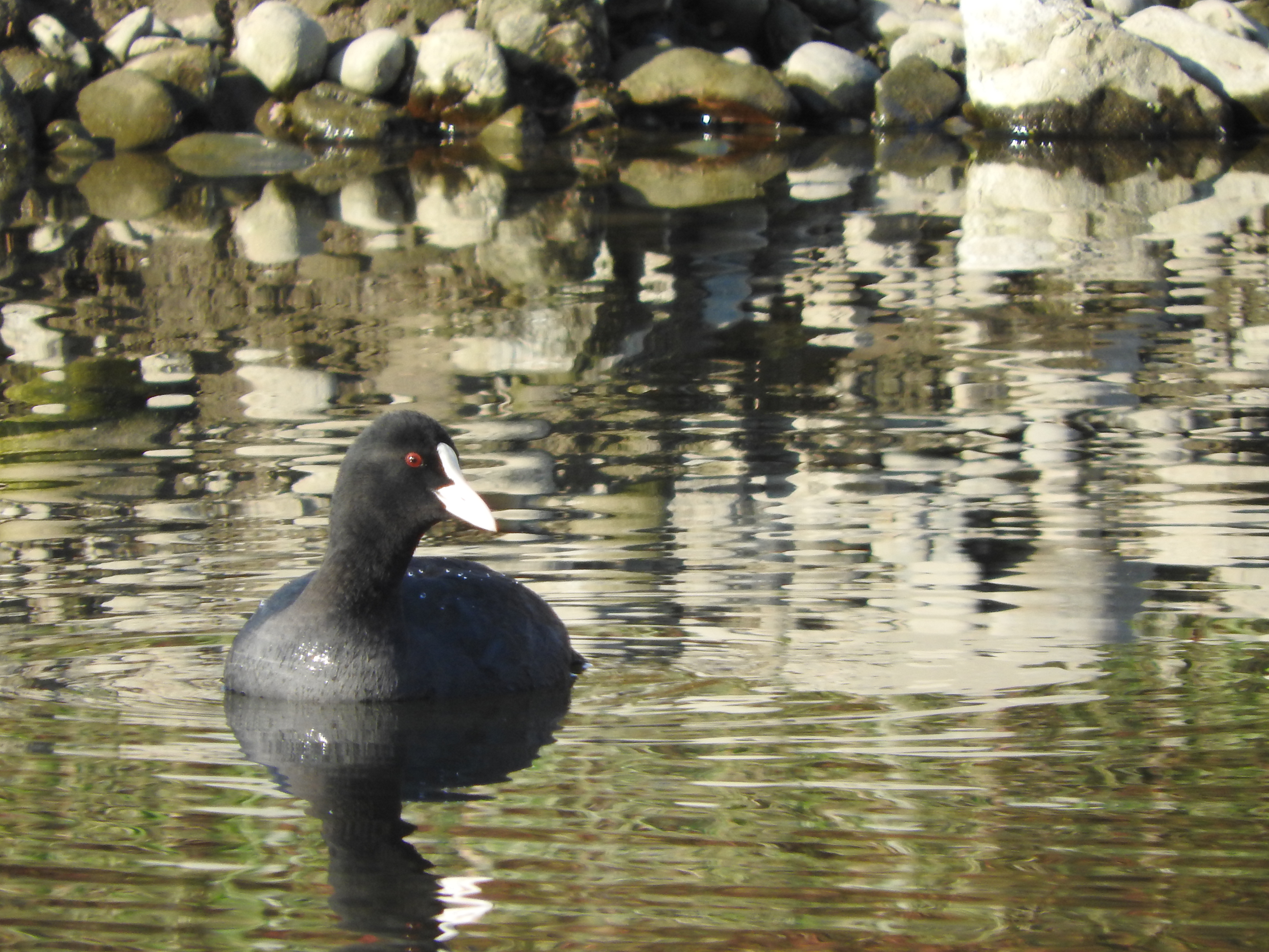 多摩川 立川 立日橋 の野鳥 オオバン等の冬鳥が飛来 くぼにゃんこさんのウォーキングの活動データ Yamap ヤマップ