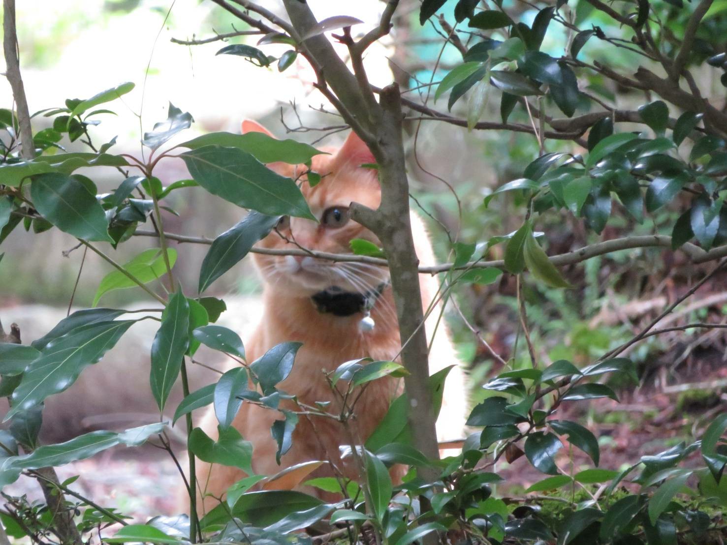 きただけにきただけ って言いたくなる ヨシヨシさんの英彦山の活動データ Yamap ヤマップ