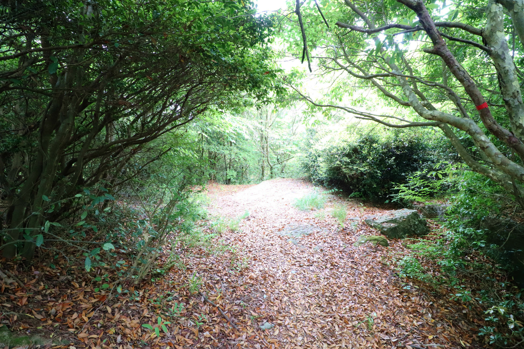 展望台から下へ行ける登山道🥾があって、少し降ってみた。少し🐍を警戒🤣