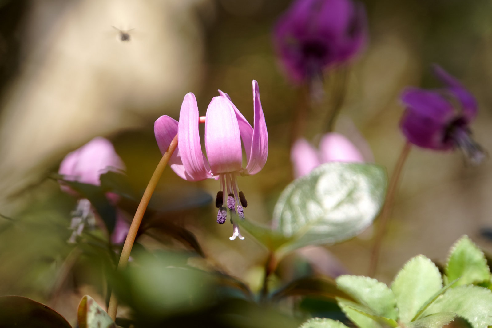 高館山 スプリングエフェメラルの競演 ブナ太郎さんの高館山 荒倉山の活動データ Yamap ヤマップ