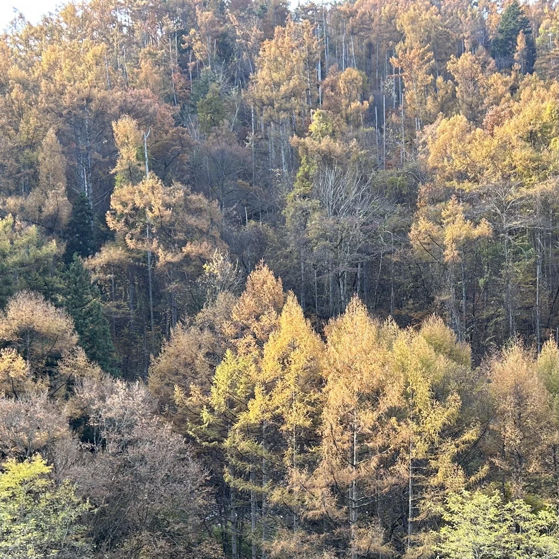 鉢伏山（扉温泉から） / だんごさんの鉢伏山・高ボッチ山・三峰山の活動データ YAMAP / ヤマップ