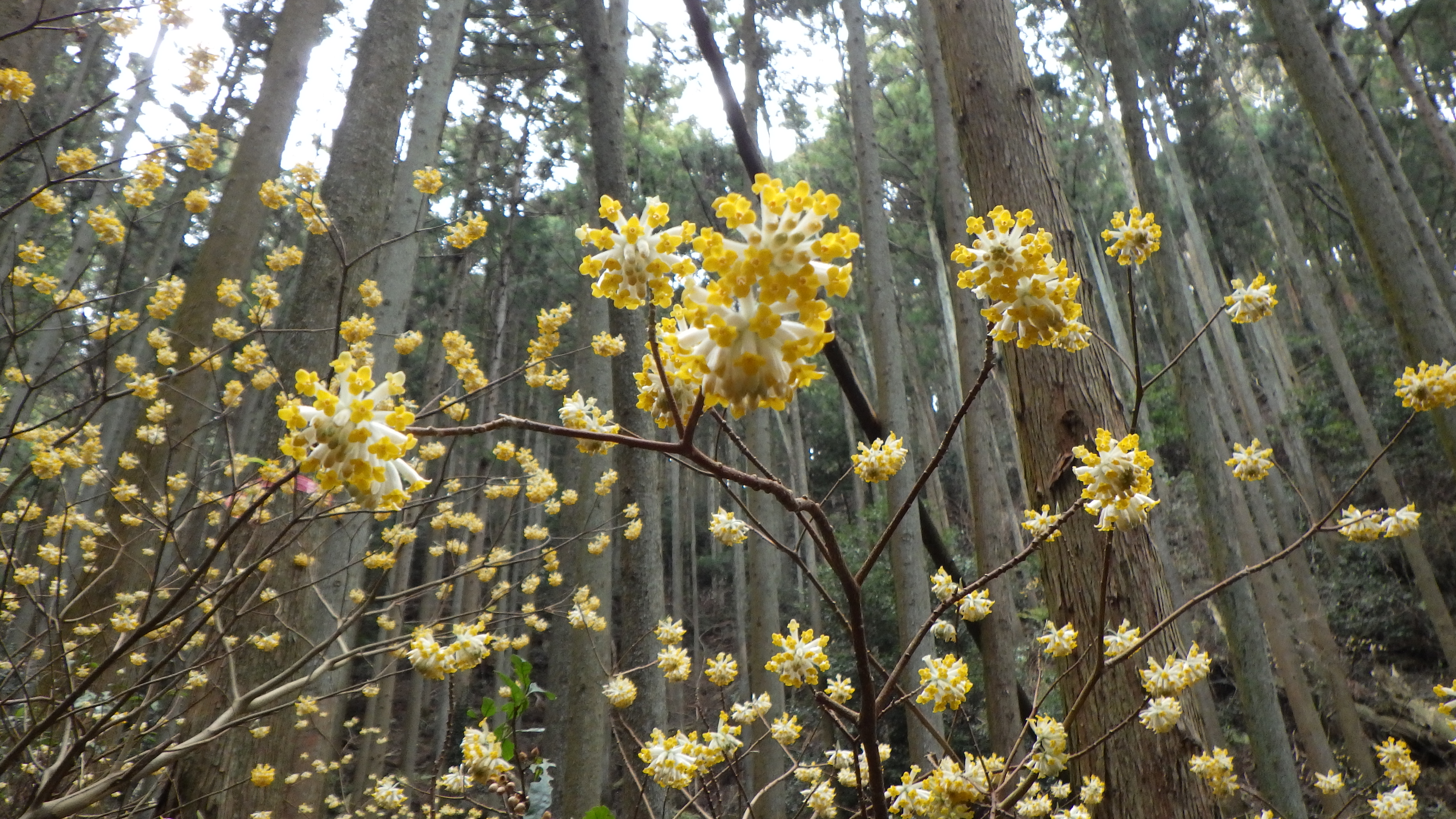 待ちきれないミツマタの花 西山 鮎坂山 てつさんの犬鳴山 西山 鮎坂山 の活動データ Yamap ヤマップ