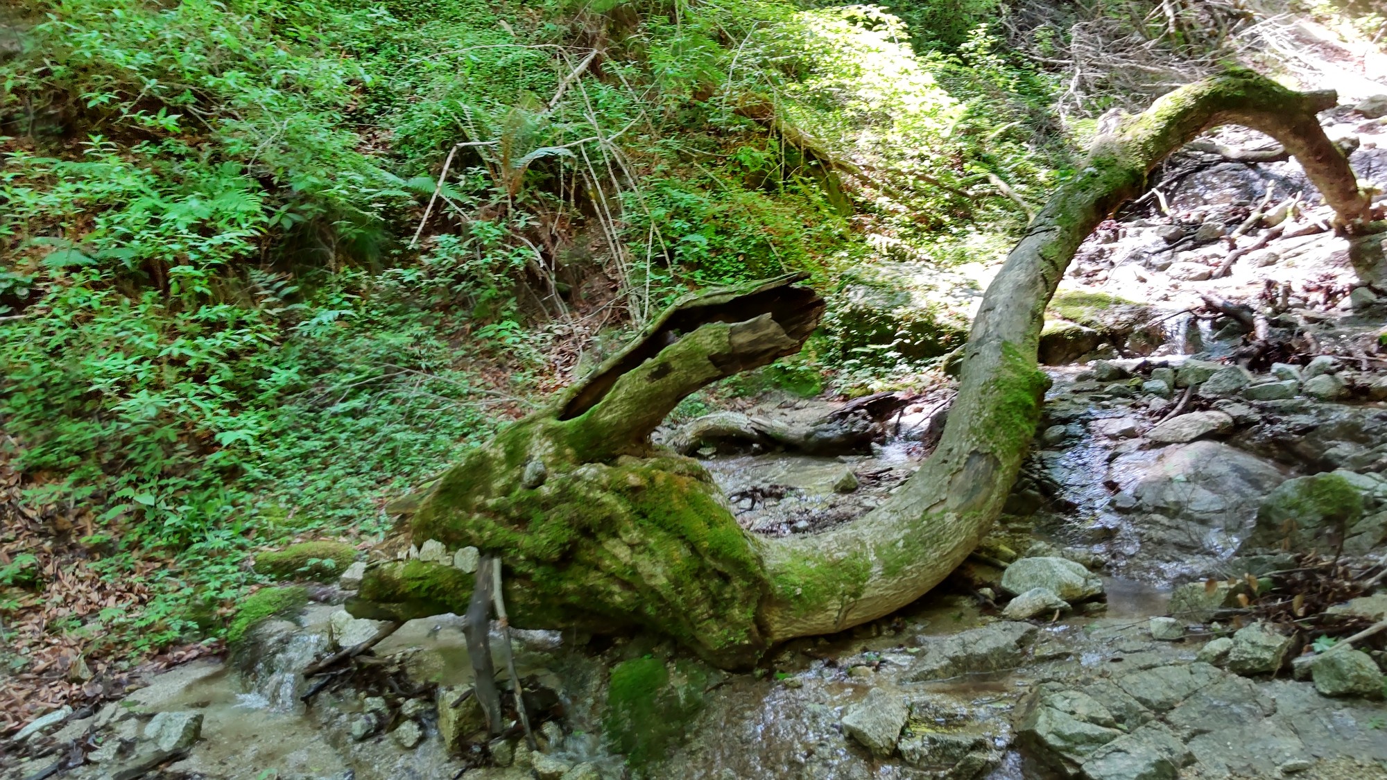 金剛山紅葉谷ピストン とんこさんの金剛山 二上山 大和葛城山の活動データ Yamap ヤマップ