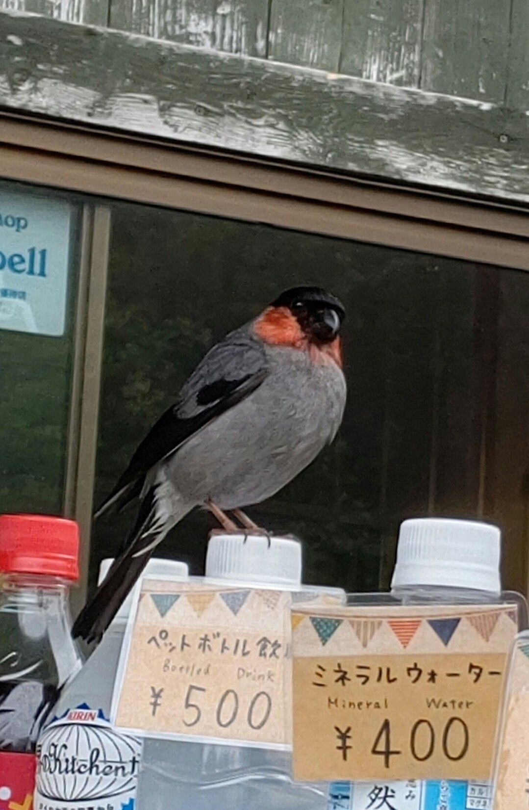 ウソ 蓼科山 賽の河原か高天原 スモールさんの蓼科山 横岳 縞枯山の活動データ Yamap ヤマップ
