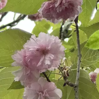 山田山荘の桜🌸
無事　下山👏
山田山荘の美しい庭園を散策しながら…😍