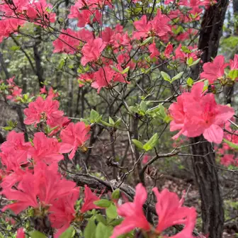 3年前の山火事でかなりの広範囲が燃えてしまったのに、こんなに綺麗な花が咲くなんて🌺
山の再生力って凄いなぁ⛰️✨