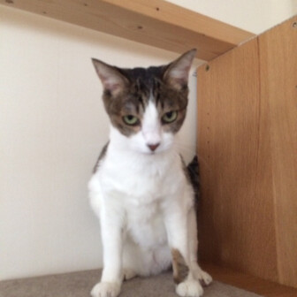 歩歩歩 (アルポフ)