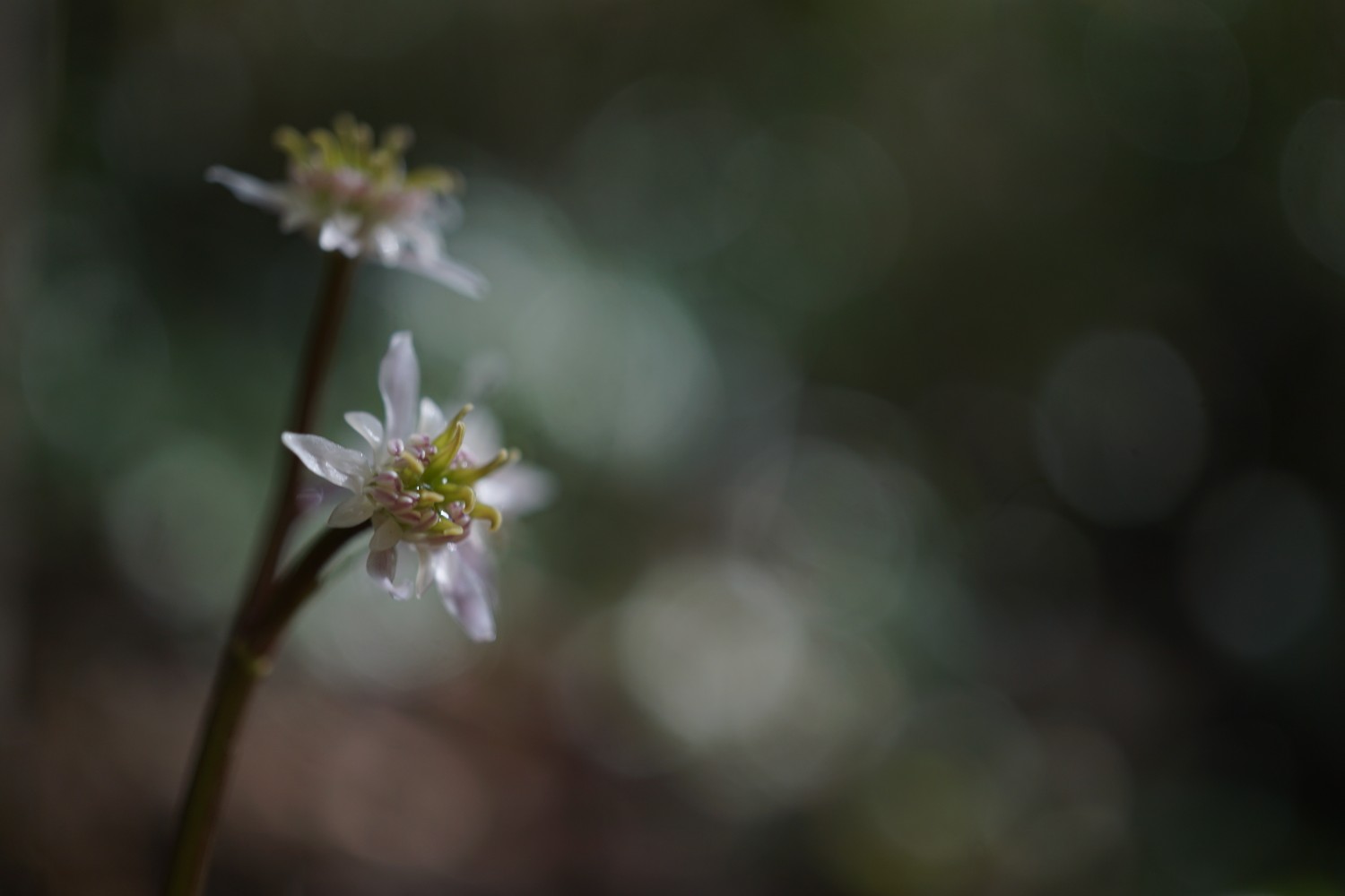 100以上 おじご 6869 おじご 崇徳