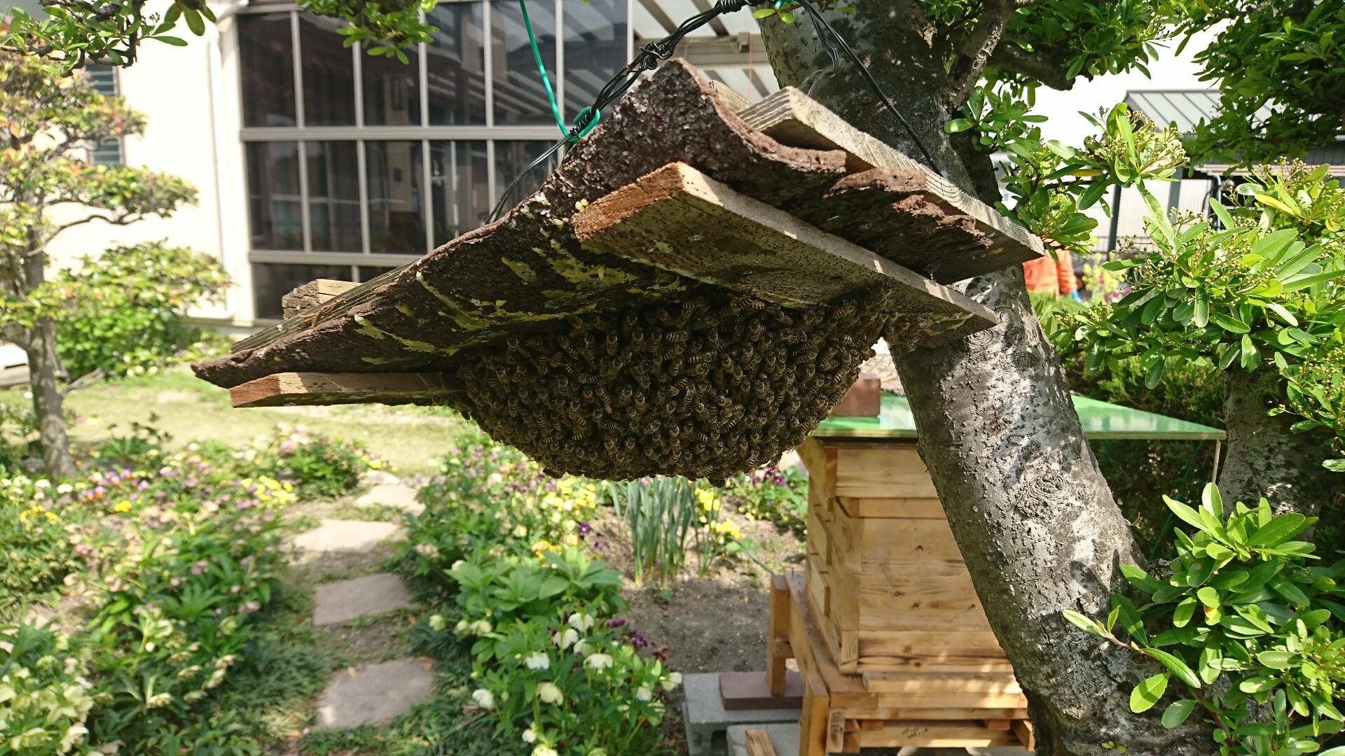 日本蜜蜂🐝シリーズ 18回目 分蜂板の... / ともさんのモーメント YAMAP / ヤマップ
