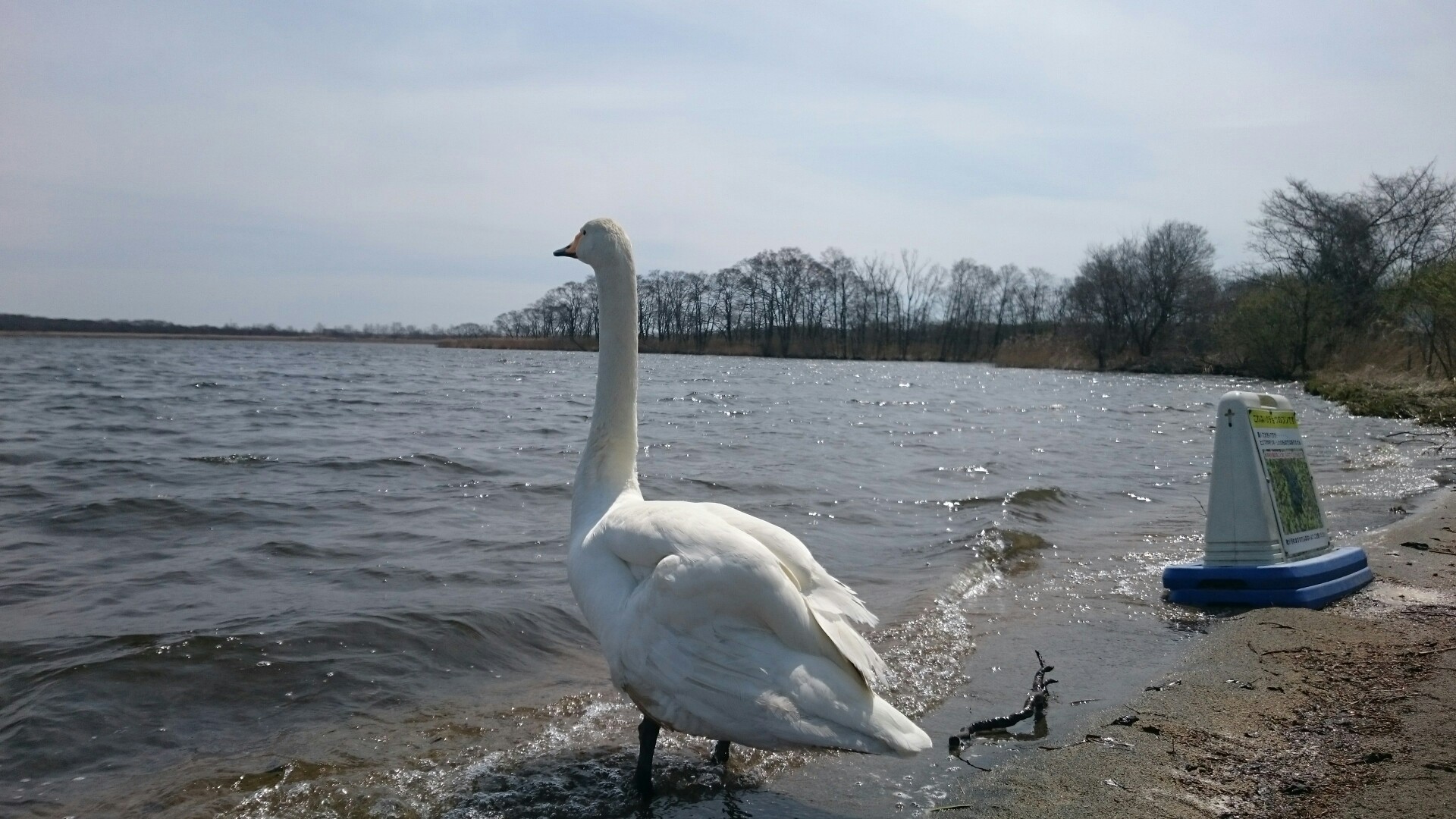 ウトナイ湖散策 白鳥が見つめる未来 Ryoさんのウトナイ湖の活動データ Yamap ヤマップ