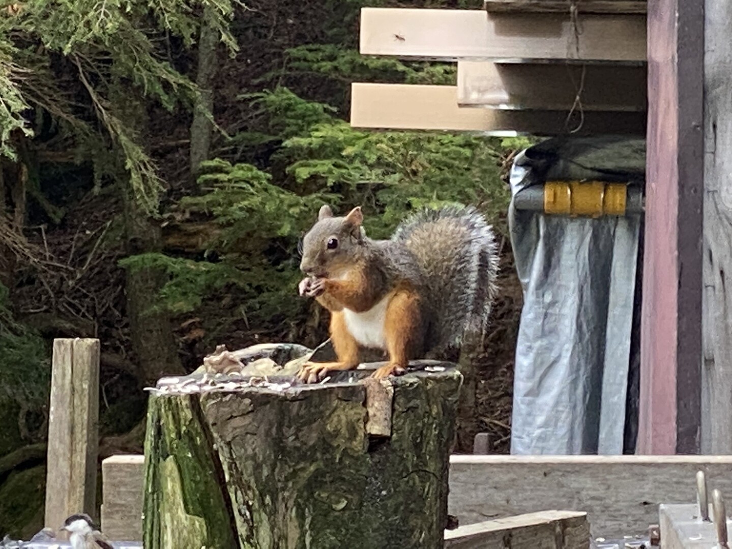しらびそ小屋のリスに会ってきた 八ヶ岳 赤岳 硫黄岳 天狗岳 の写真21枚目 お腹と足と尻尾のコントラスト Yamap ヤマップ
