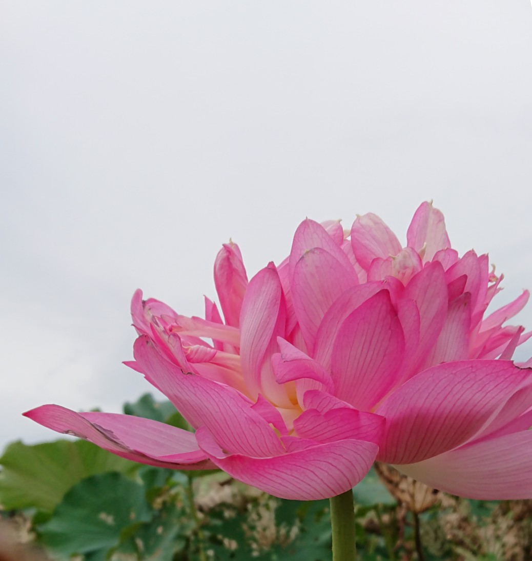 唐比ハス園に行ってみた 08 26 Usasuke さんの雲仙市 北エリアの活動データ Yamap ヤマップ