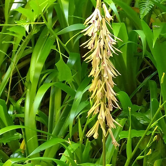 高尾山・陣馬山・景信山 サイハイラン