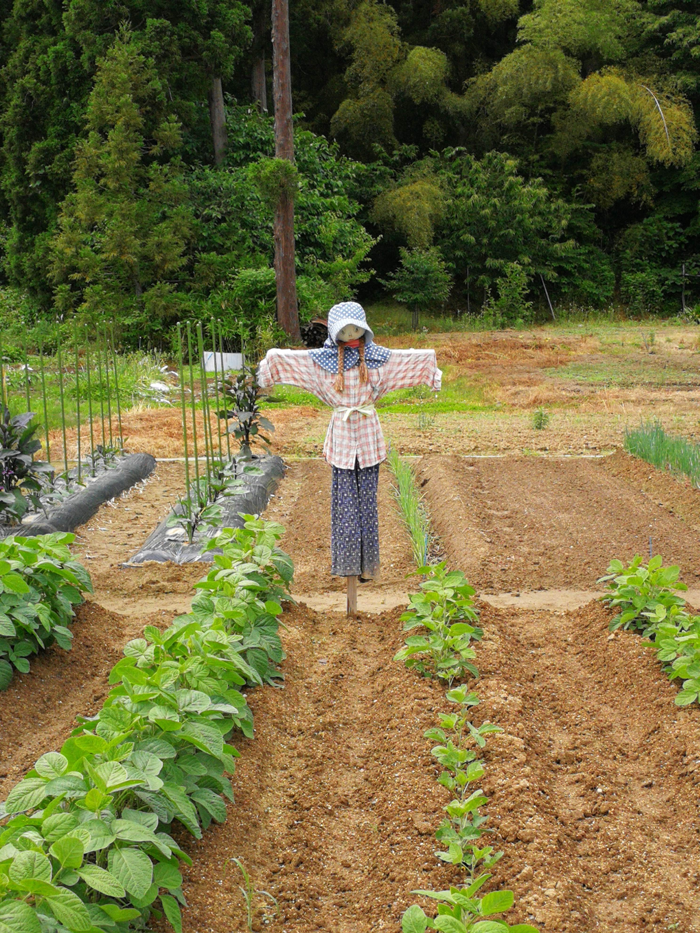 三国街道4 長岡 地蔵堂 出雲崎 チョビ04さんの長岡市 北エリアの活動日記 Yamap ヤマップ