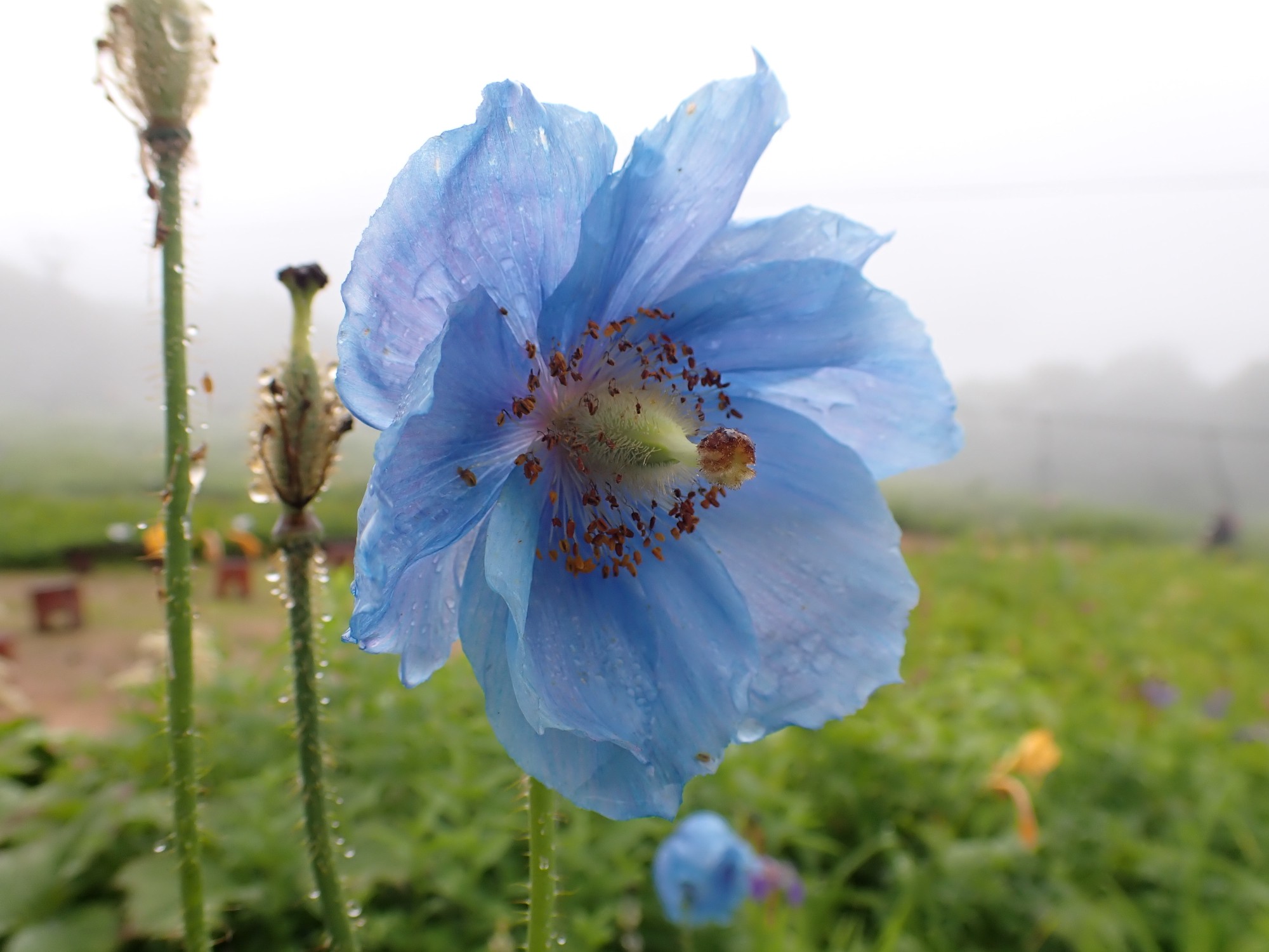 雨露の花 白馬五竜高山植物園 よしさんの鹿島槍ヶ岳 五竜岳 五龍岳 唐松岳の活動日記 Yamap ヤマップ
