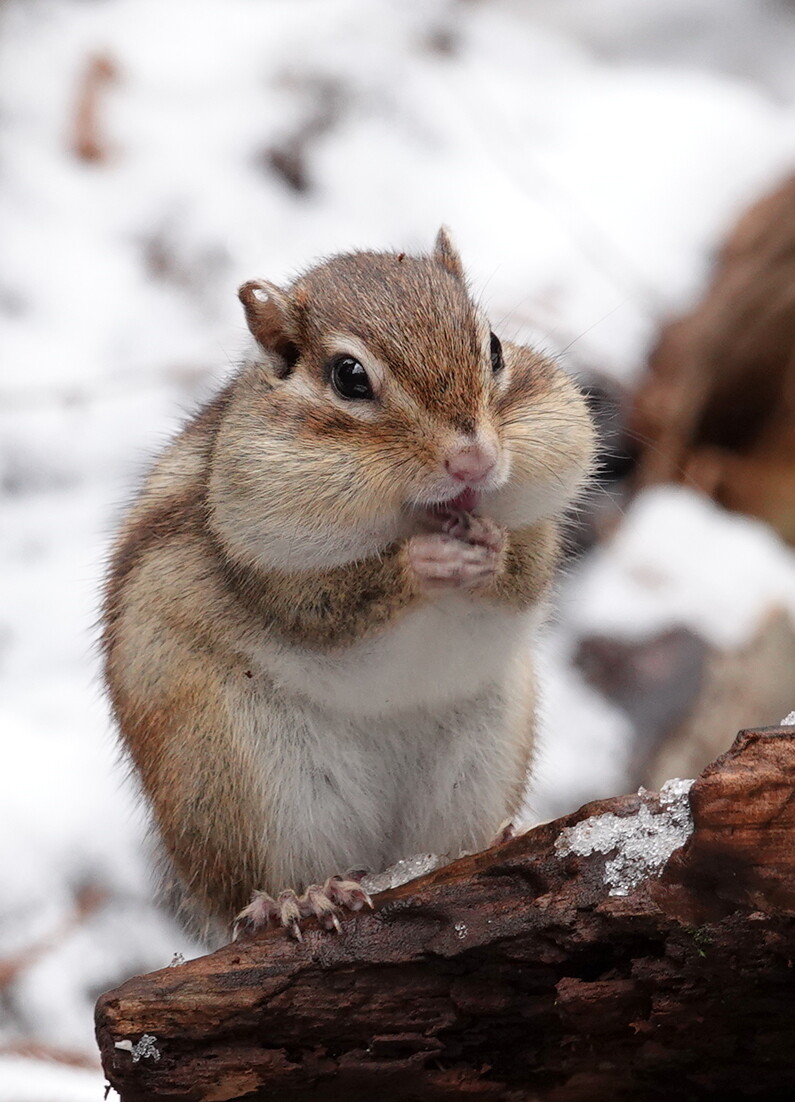 シマリス ２つ前の日記にアップしてな Moriさんのモーメント Yamap ヤマップ