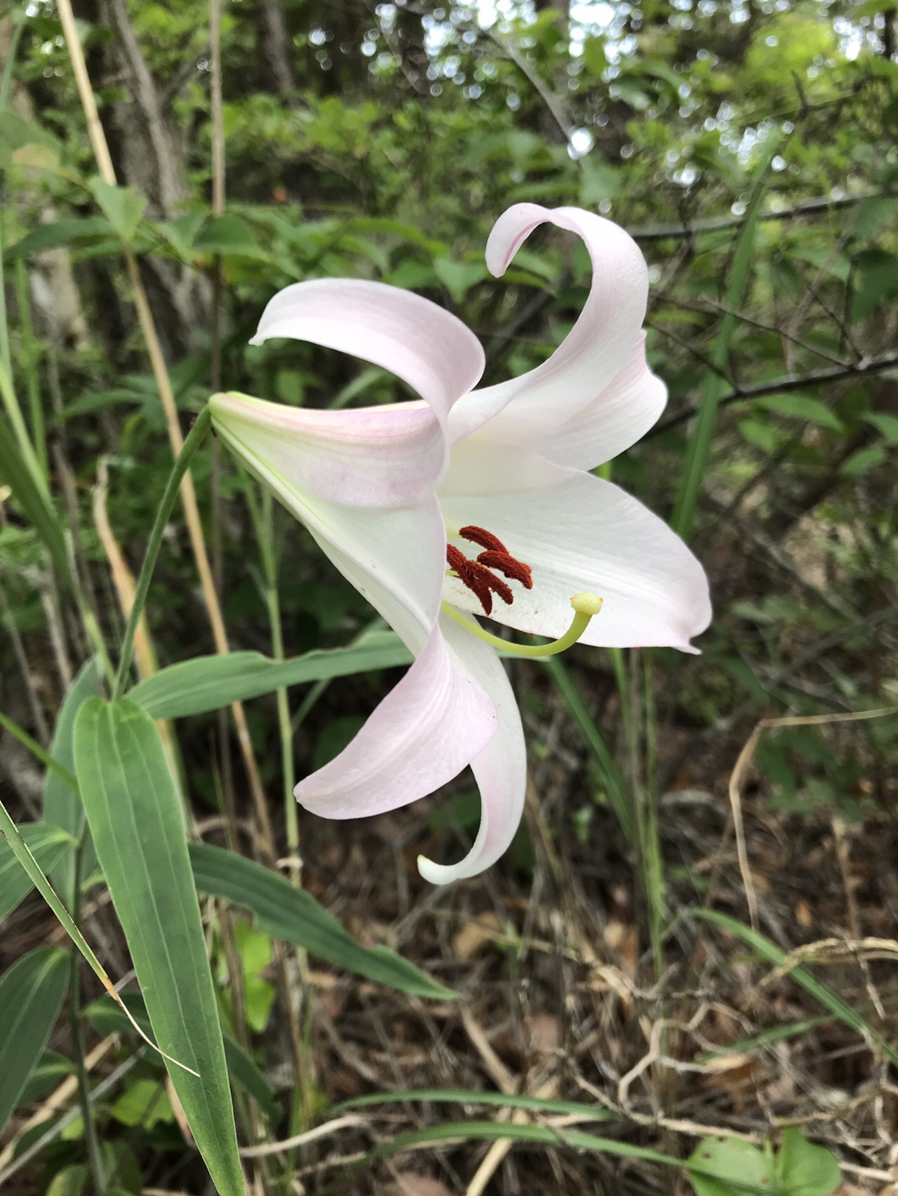 汗だくの里山縦走 中山 満願寺 石切山 川西能勢口 Shin16さんの北摂里山トレイル 伊丹市 宝塚市 川西市 猪名川町エリア の活動日記 Yamap ヤマップ