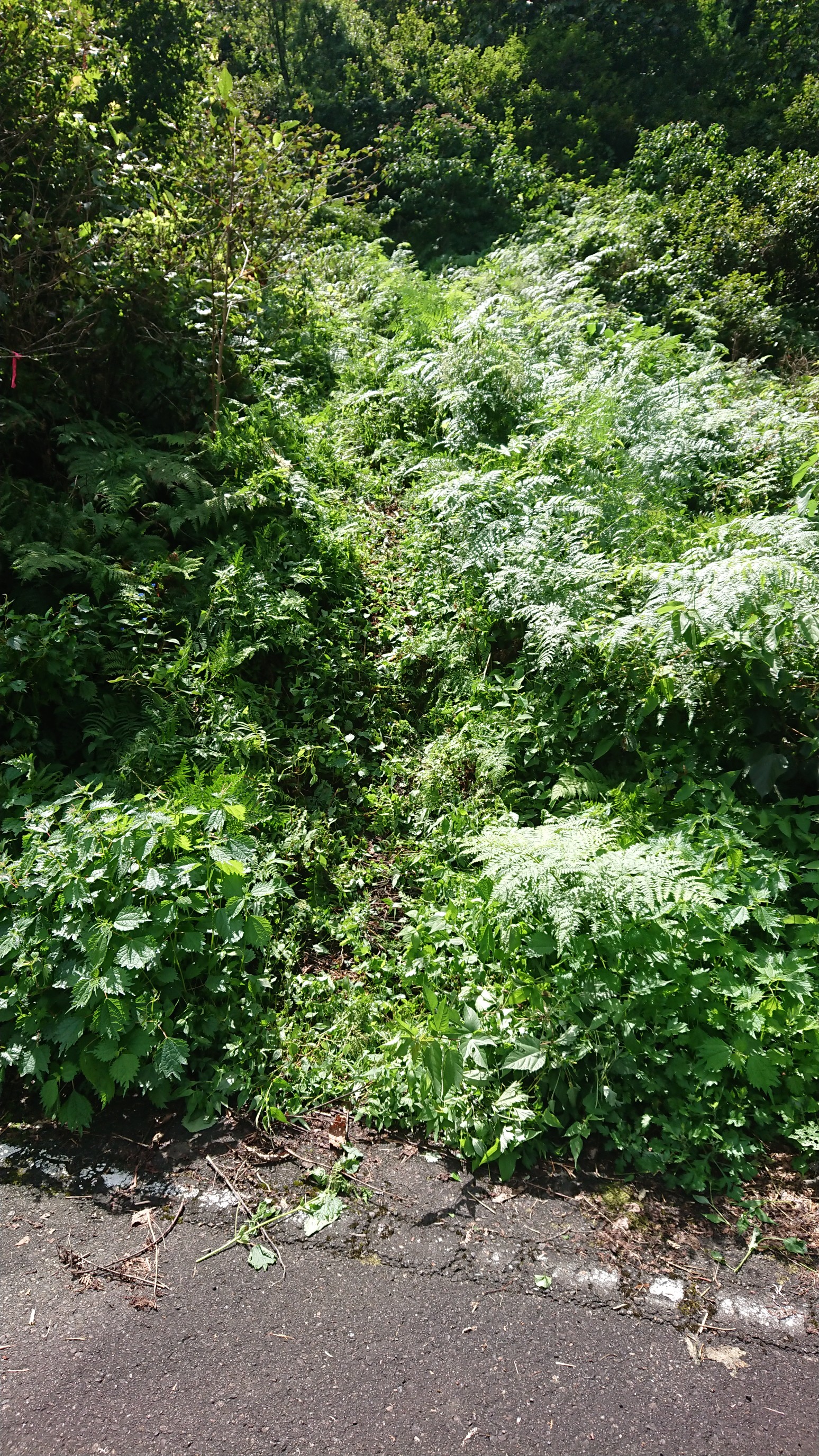 木六山・銀次郎山 After