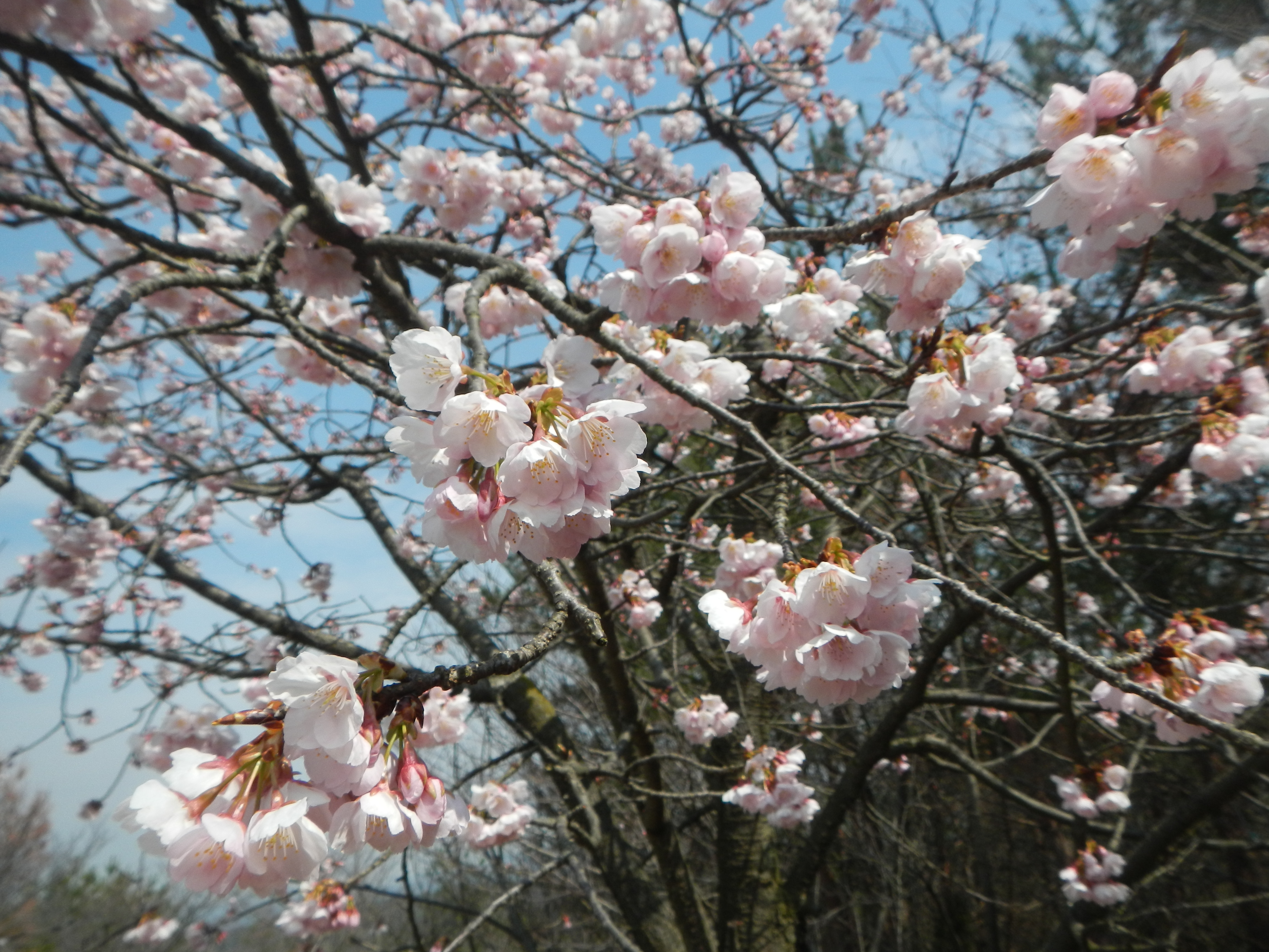 尾道の竜王山と平木山 03 07 チロさんの尾道市の活動データ Yamap ヤマップ