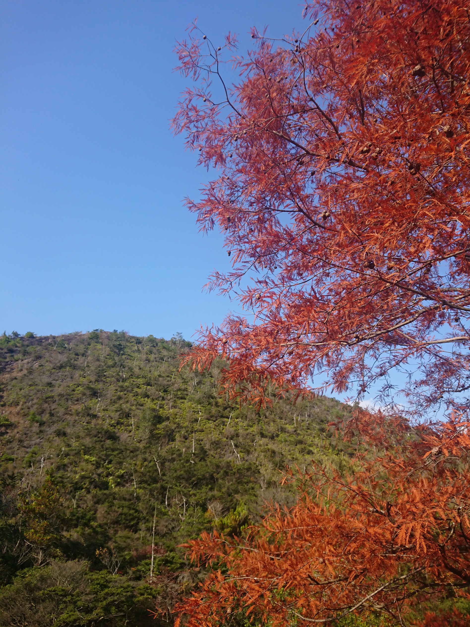 古法華自然公園の紅葉散策🎵 / ブラックさんの加西アルプス・笠松山 