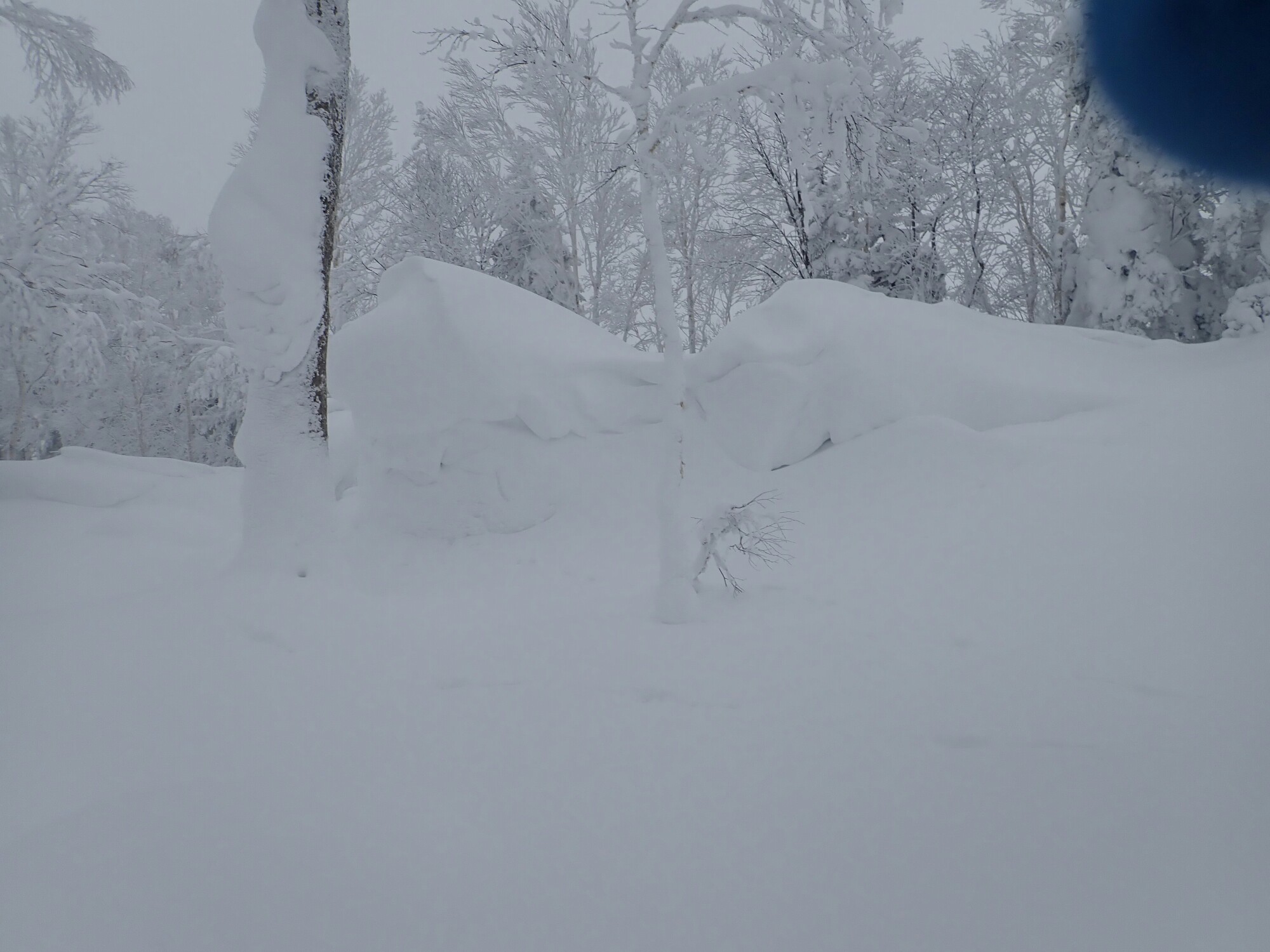 相方さん雪庇とともに滑落 於鬼頭岳 みなみんみんさんの於鬼頭岳の活動データ Yamap ヤマップ