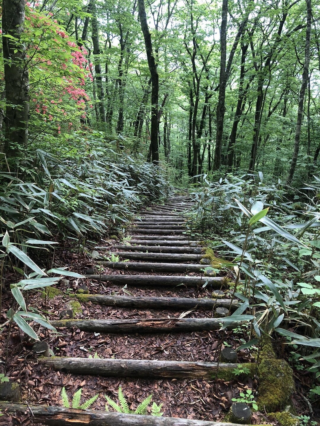 蓬田岳 / Yasさんの蓬田岳の活動データ YAMAP / ヤマップ