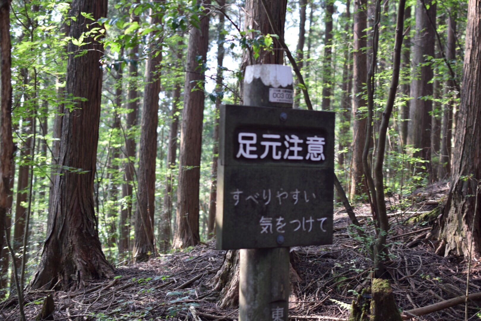 まそたんとの出会いの寧比曽岳 19 08 03 Rum4koさんの寧比曽岳 筈ヶ岳 出来山の活動日記 Yamap ヤマップ