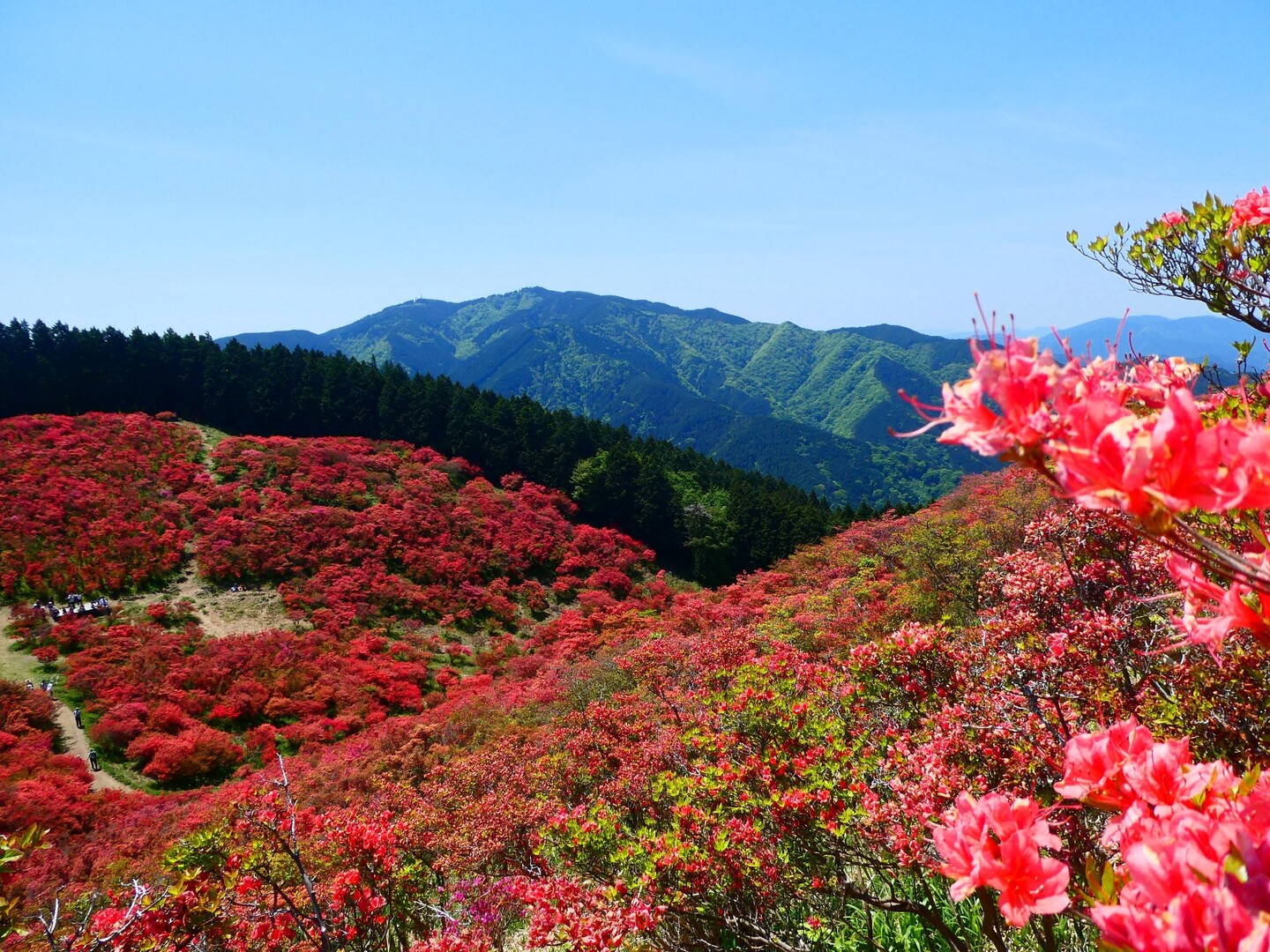 満開だよ🌺大和葛城山