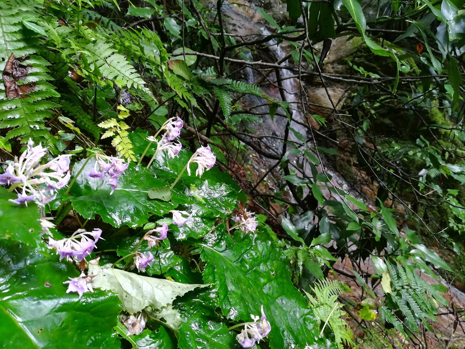 雨巻山 イワタバコと秋の野草など なお さんの雨巻山 足尾山 三登谷山 高舘山の活動データ Yamap ヤマップ